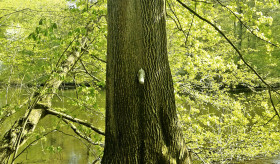 Pinkelbaum: a árvore que faz xixi